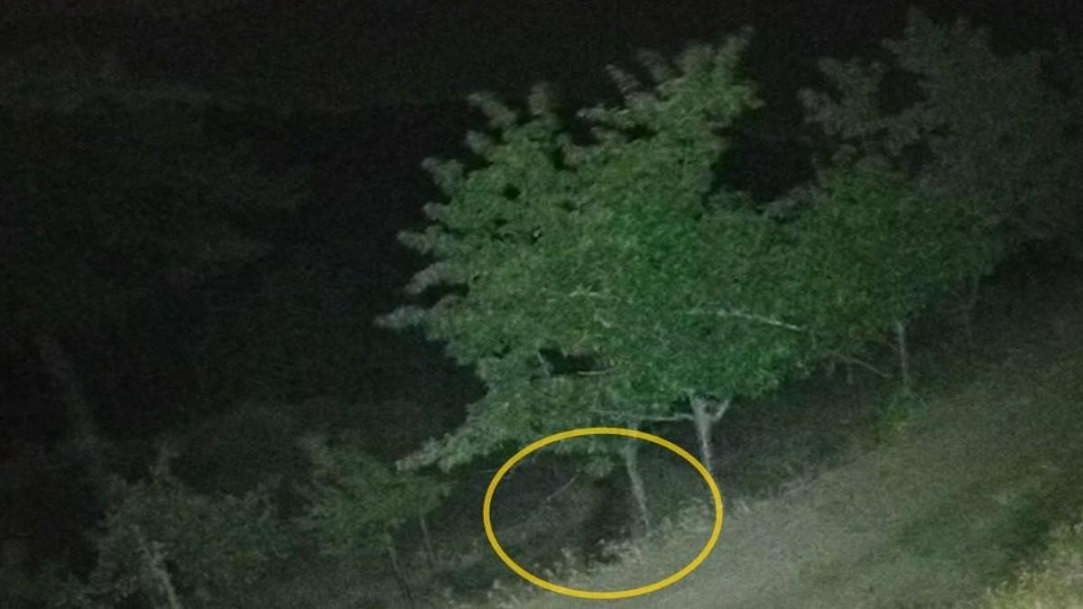 Çorum'da köye inen ayılar bahçelere zarar verdi