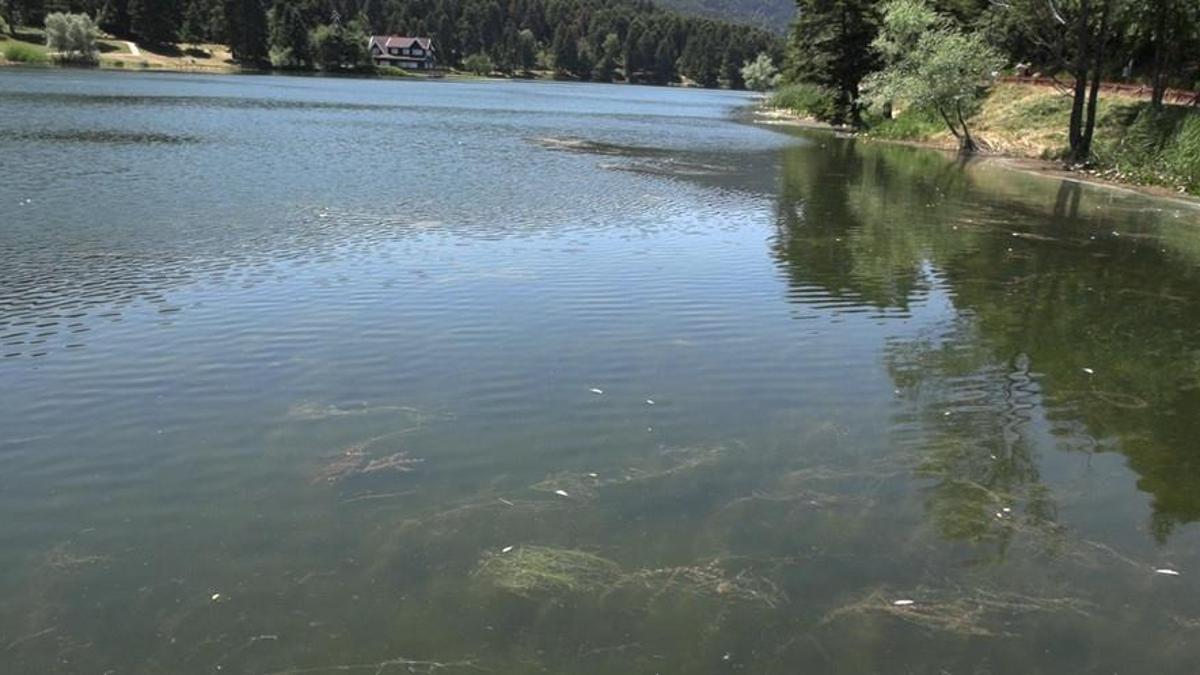Gölcük Tabiat Parkı'nda balık ölümleri / Ek fotoğraflar