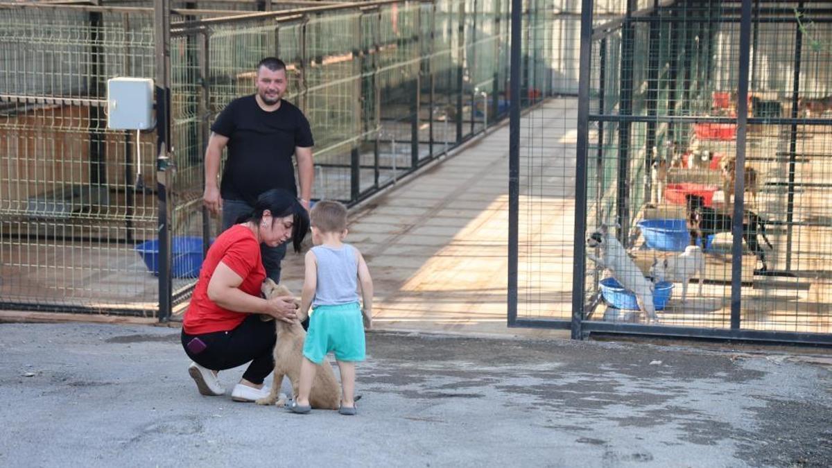 Adana'da sahipsiz sokak hayvanı hamlesi! Hedef sıfıra indirmek