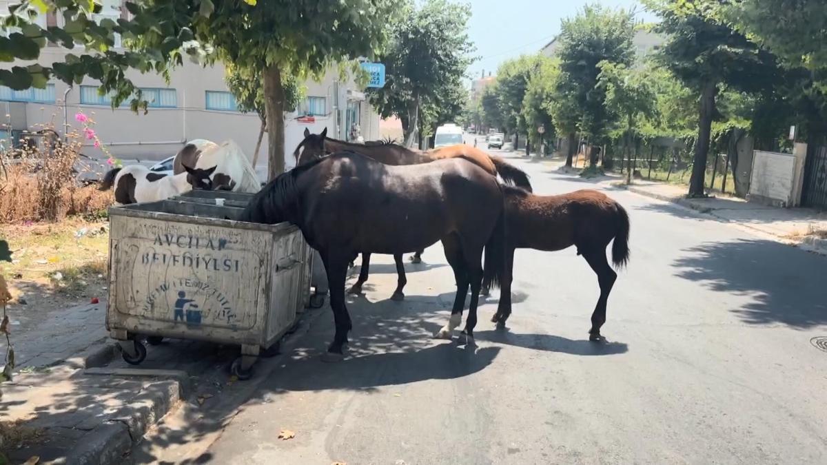 İstanbul’da başıboş atlar tehlikeye davetiye çıkarıyor