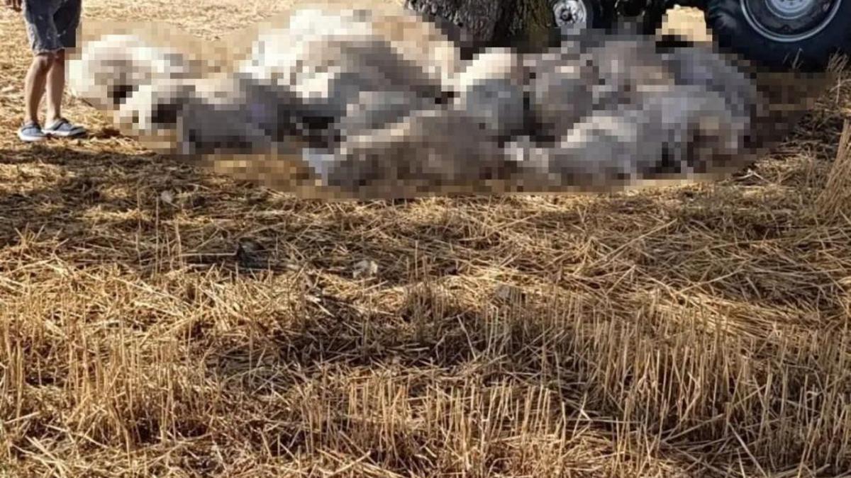 Sağanak ve dolu yağışı! Yıldırım 30 koyunu telef etti, dolu çatılara zarar verdi