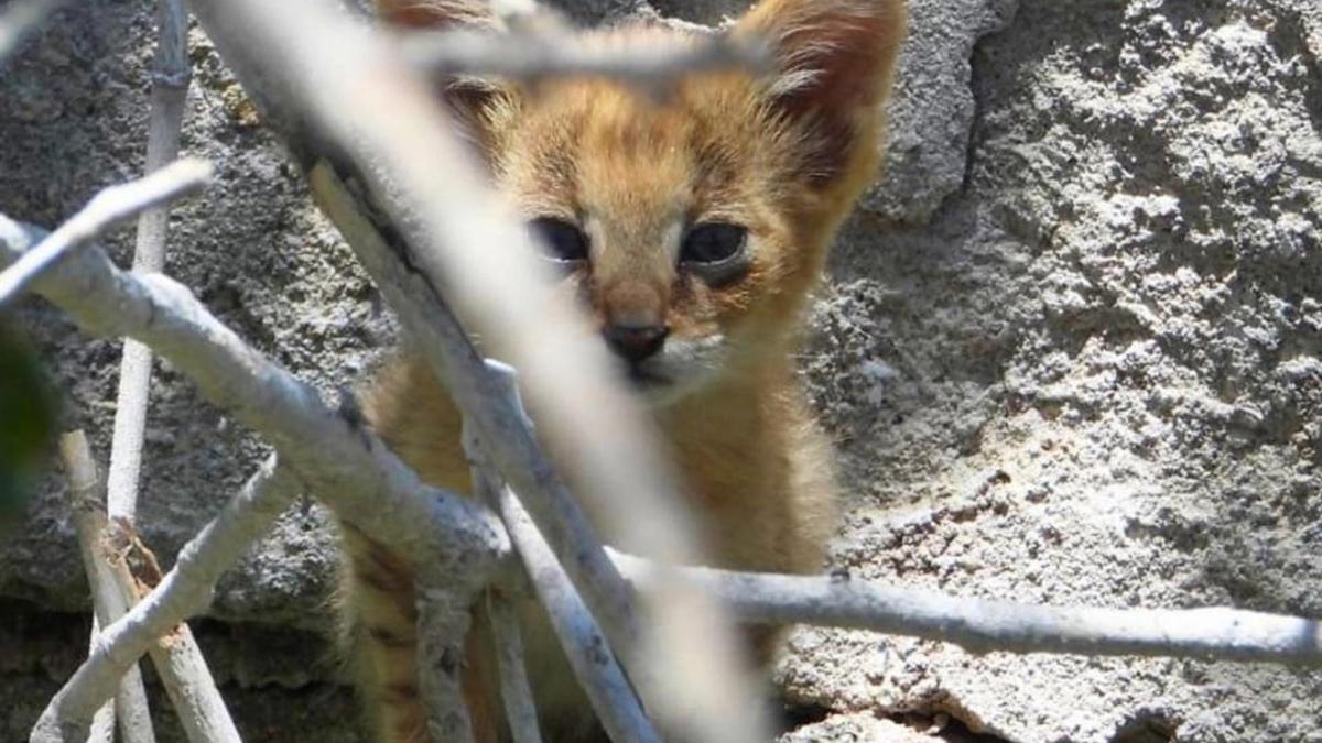 Denizli'de nesli tükenme tehlikesindeki saz kedisi görüntülendi