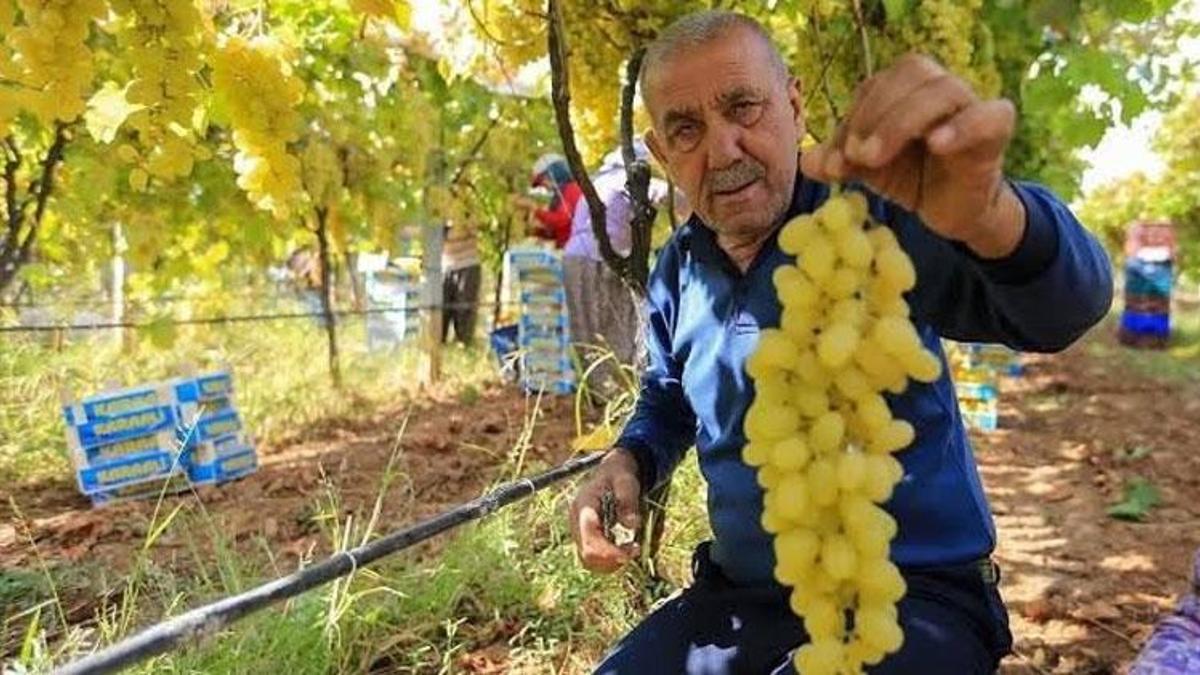 Kuru üzüm alım fiyatlarının erken açıklanmasını bekliyor! Manisalı üreticilere kritik uyarı: Üzümlerinizi peşin ya da güvenilir firmalara verin