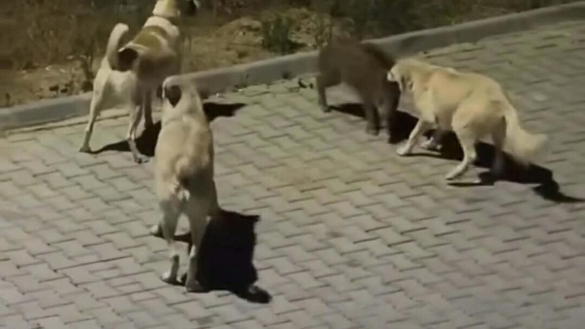 Kuşadası’nda başıboş köpekler yavru yaban domuzuna saldırdı; o anlar kamerada
