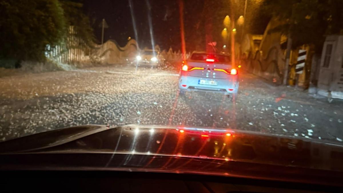 Sakarya'da milyonlarca kelebeğin ölüm dansı