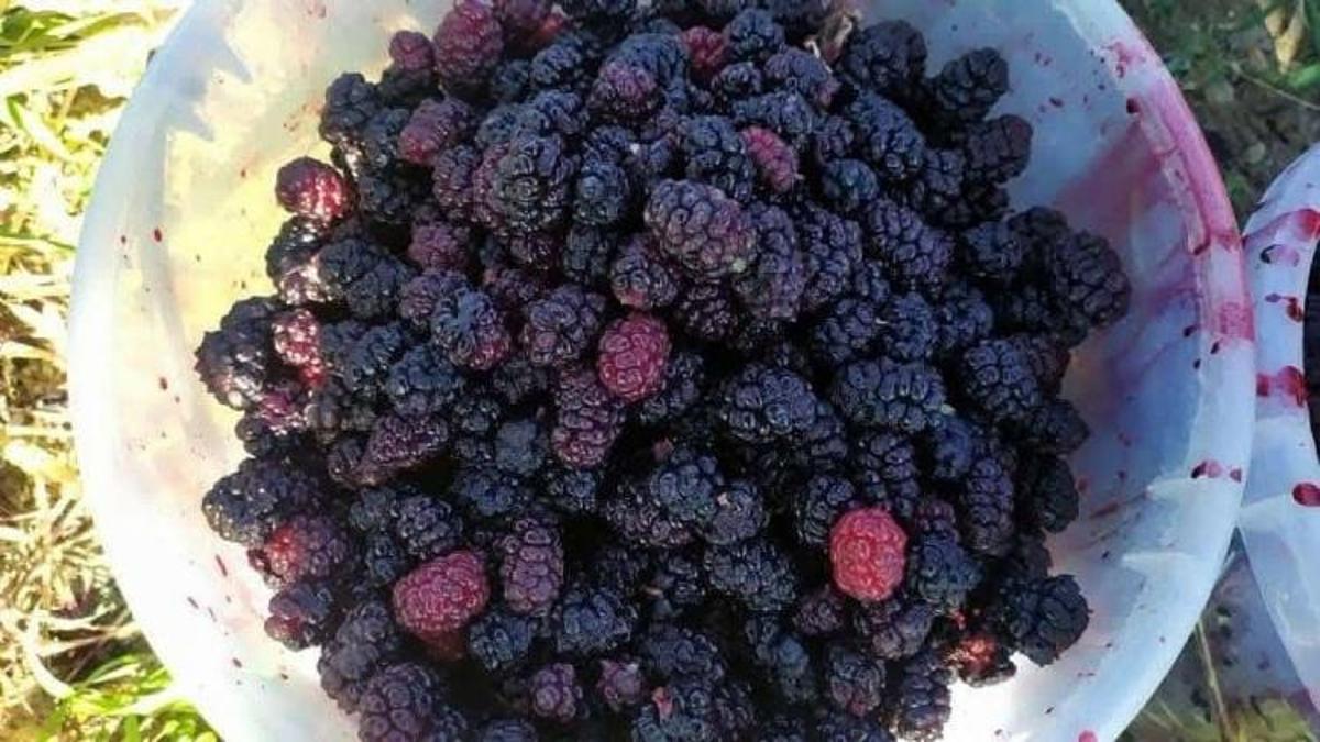 Yaprağı meyvesinden lezzetli: Toplamak için bi elbise feda etmek gerekiyor, Kayseri'de kimse cesare edemiyor