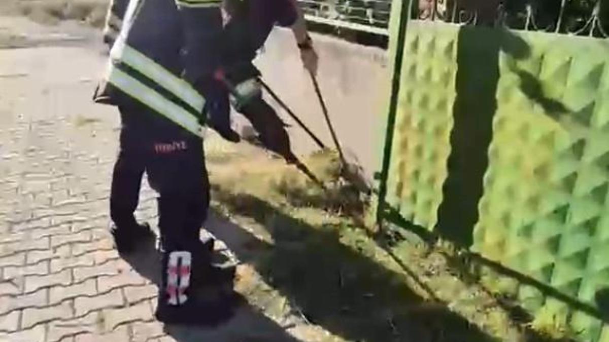 Evin avlusuna giren yılan itfaiye ekipleri tarafından yakalandı