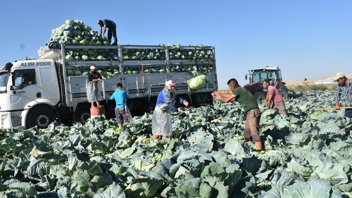 Ulukışla'da turfanda lahana hasadı başladı