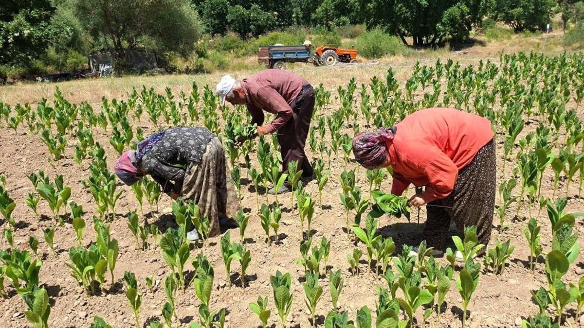 Türkiye'nin kaliteli tütünü tarihe karışıyor! Üretim bitme noktasına geldi