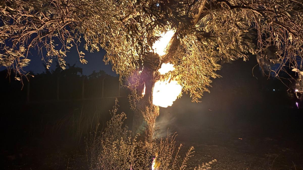 Aydın’da 100 dönüm zeytin bahçesi yandı
