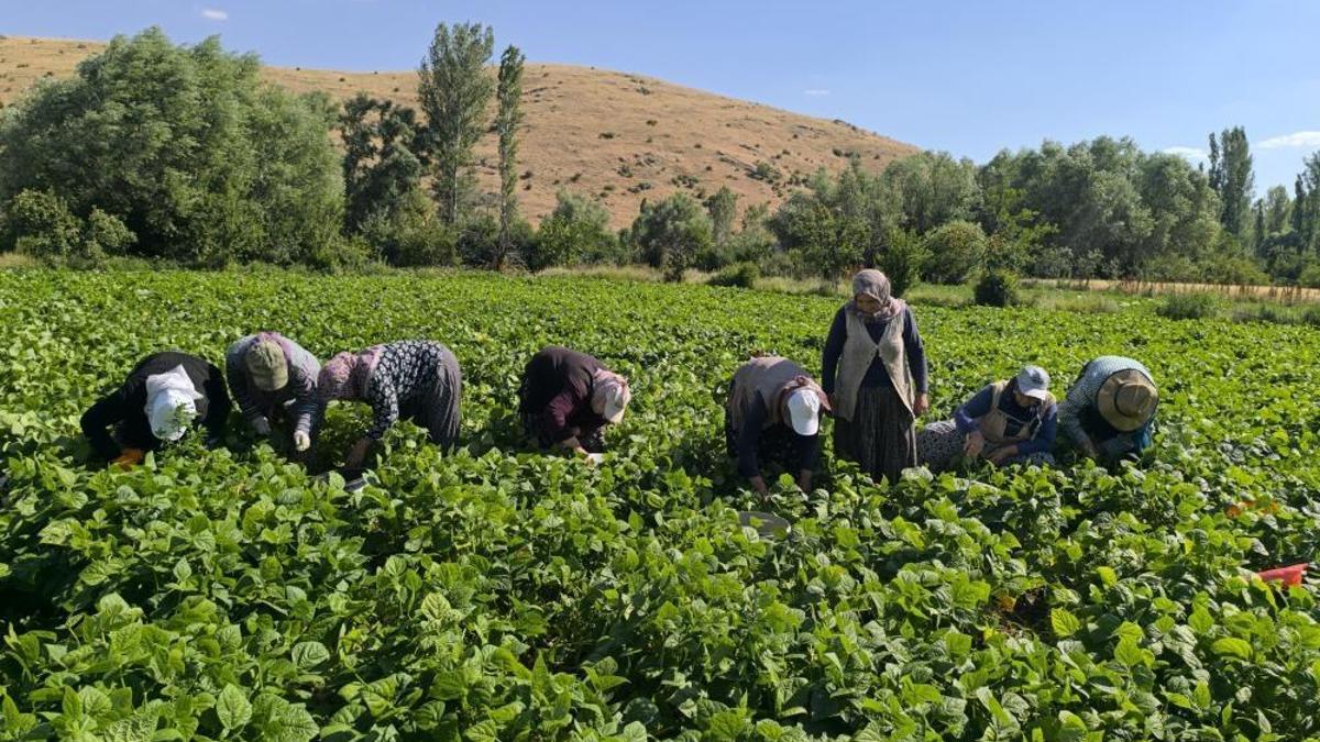 Afyon'da hasat maratonu başladı! Kilogram fiyatı 50 liradan alıcı buluyor