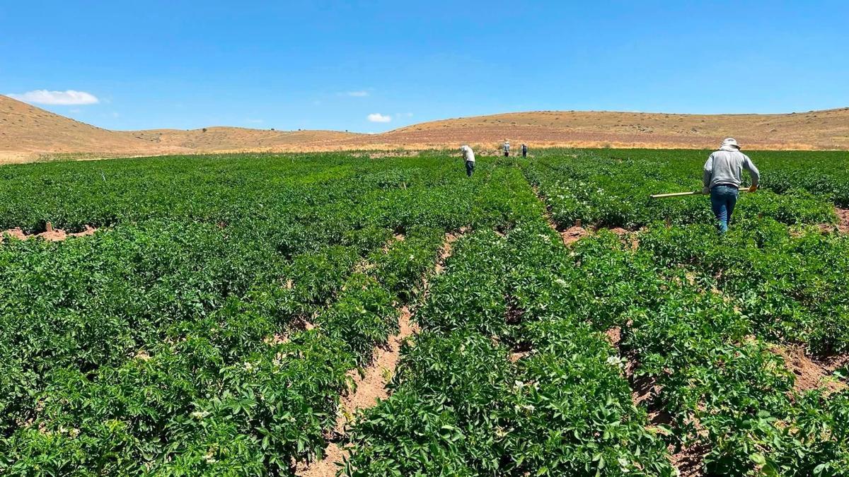 Patates klonlarının performansı incelendi