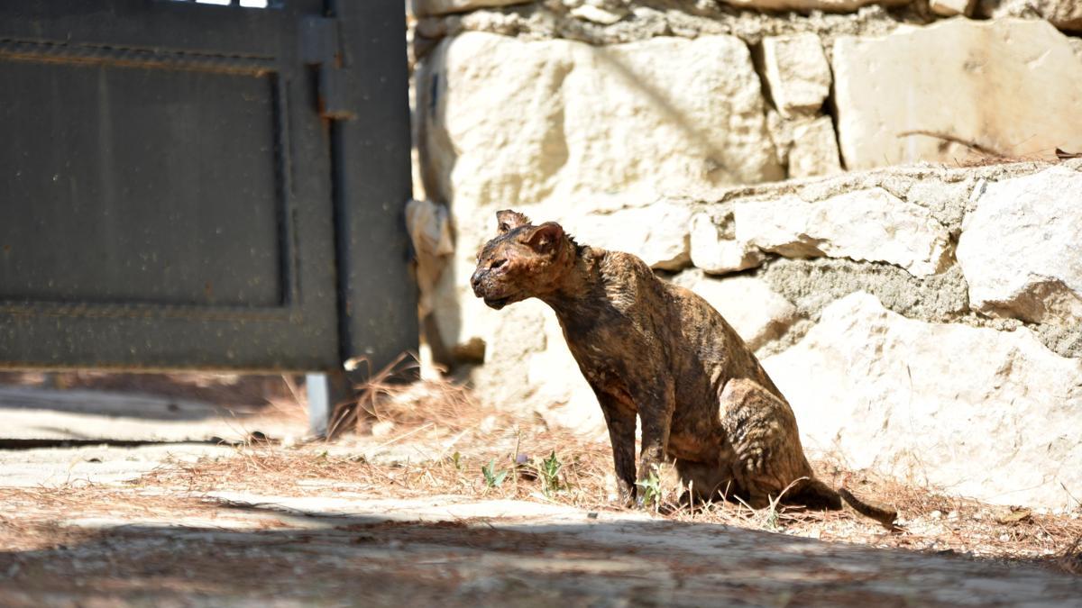 Alevlerin arasında kalan kedi 'Luna', tedaviye alındı