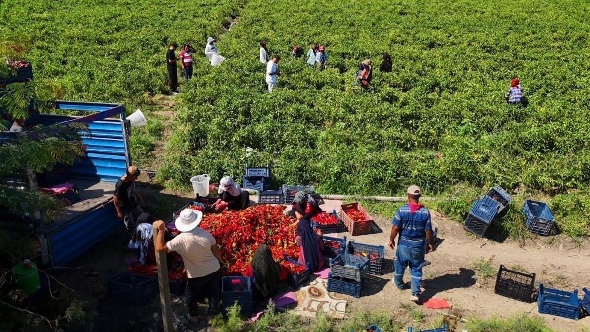 Adana'da hasat başladı! Verim yüzde 30 arttı, fiyatı 17 liraya kadar düştü