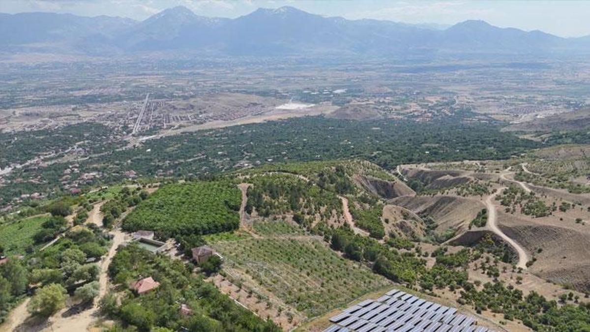 Üzümlü'ün yüksek rakımlı kiraz bahçesinde hasat mesaisi başladı