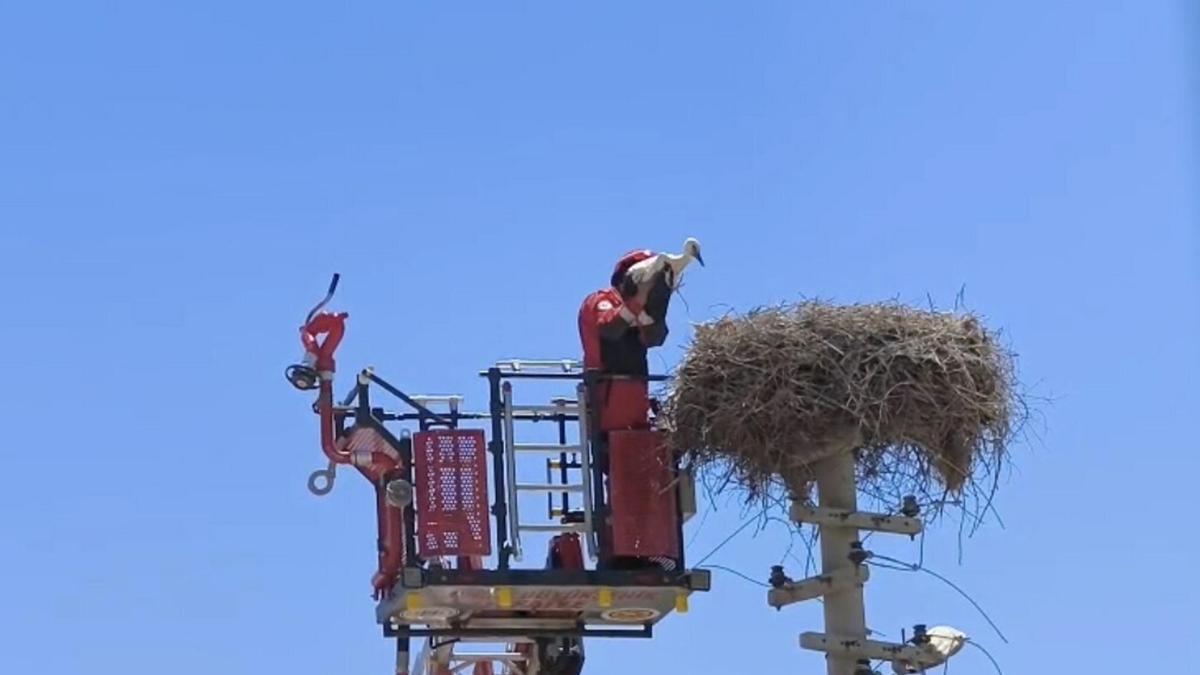 Ayağına poşet dolanan leylek kurtarıldı