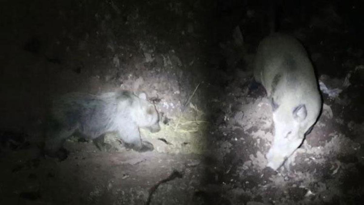Gece kamerasında ayı ve domuz aynı anda görüntülendi