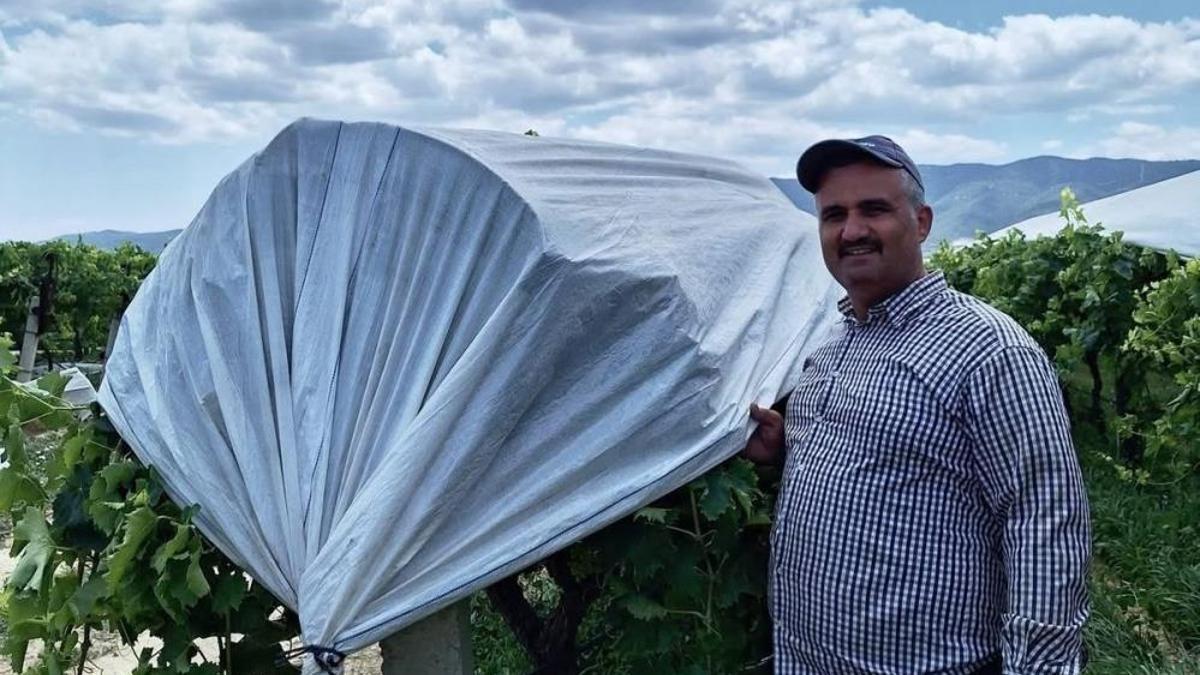 Manisa'da tarlalarda uygulandı: Dünyaca ünlü Sultaniye üzümünü korumak için gerdiler