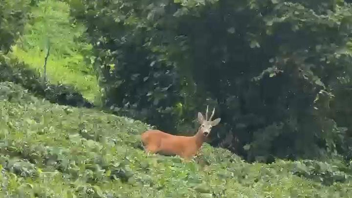 Çay bahçesinde gezinen karaca kamerada