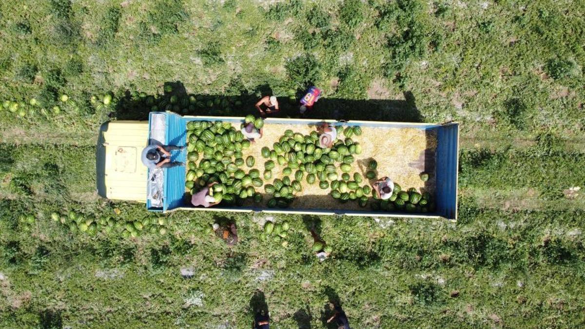 34 derece sıcakta karpuz hasadı! Yoğun mesai dron kamerasına yansıdı