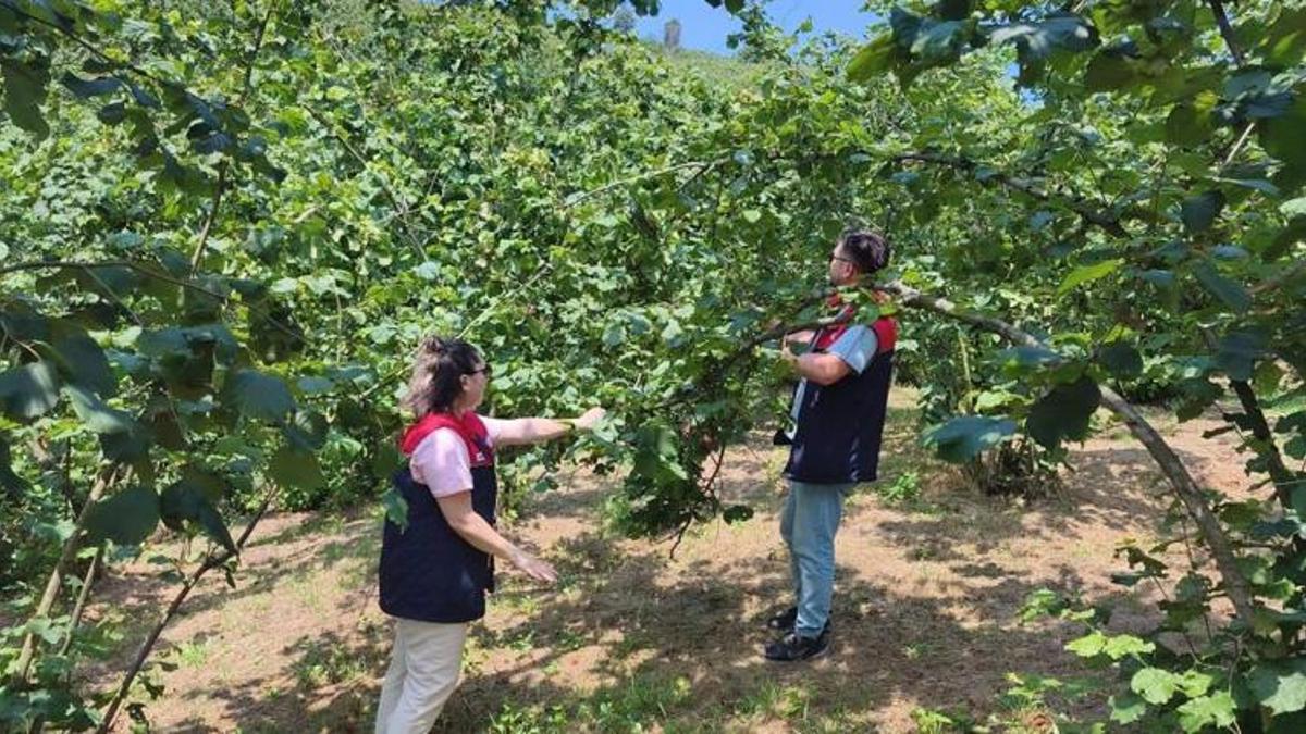 Düzce'de fındık hasat tarihleri açıklandı! Üreticilere kritik uyarı