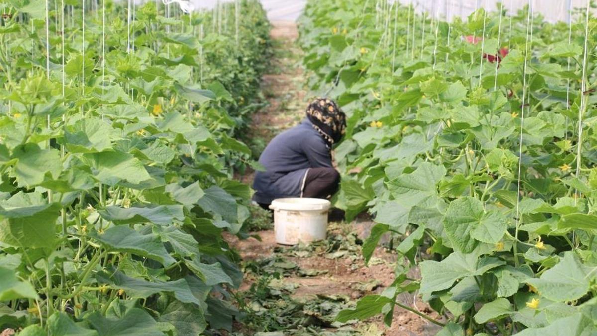 Erzincanlı seracılara müjde! Çiftçilere dev destek: %50 devlet hibeli sera örtüsü başvuruları başladı