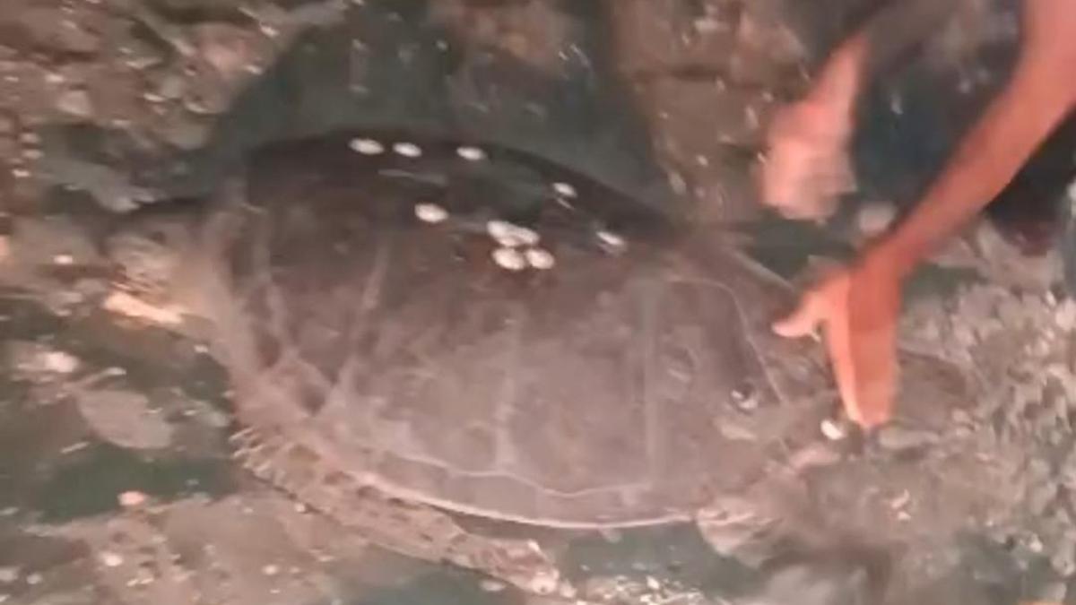 Sahilde yönünü şaşıran caretta carettayı vatandaşlar denize ulaştırdı