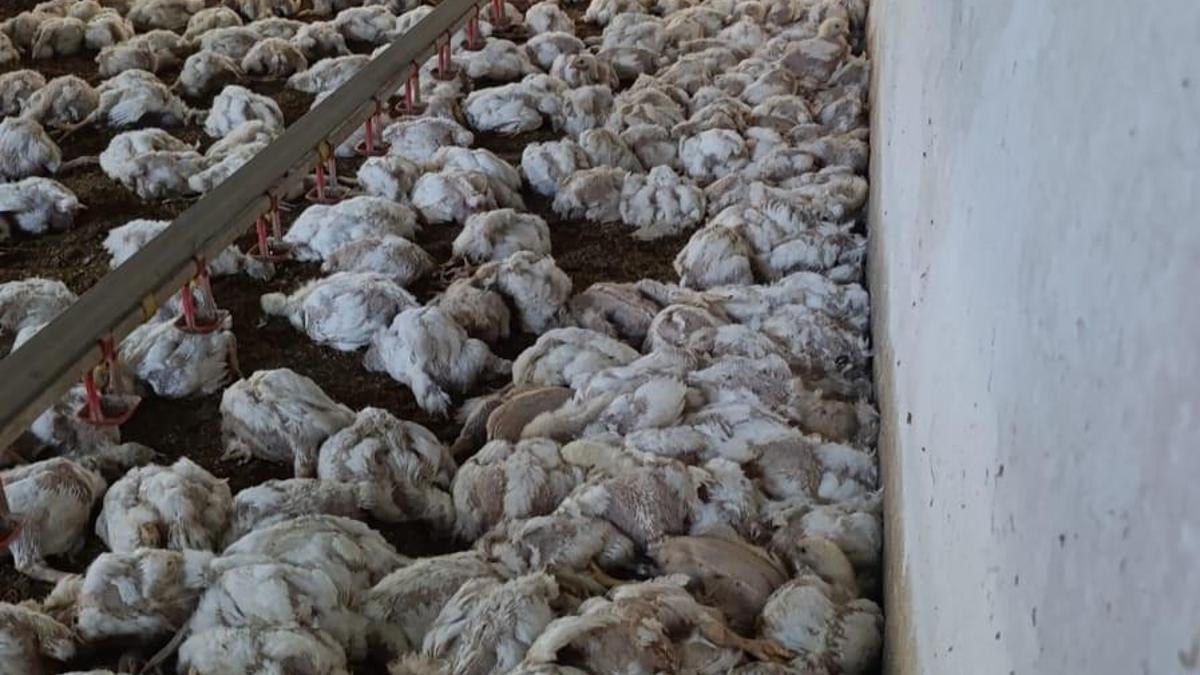 Çiftliğin havalandırması arızalanınca 4 bin tavuk öldü