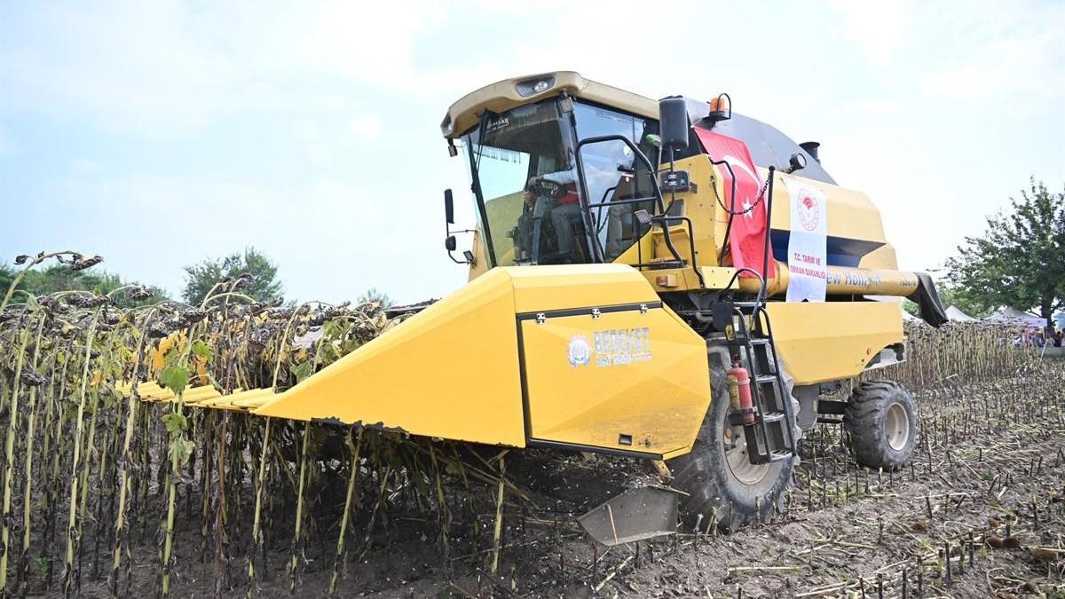 Osmaniye’de ayçiçeğinde 44 bin 650 ton rekolte bekleniyor