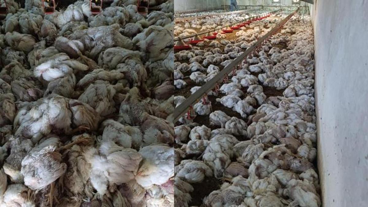 Kümesin havalandırması devre dışı kalınca binlerce tavuk telef oldu