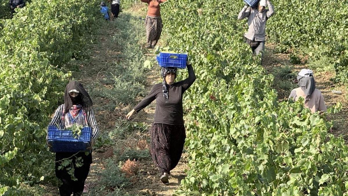 Yüksek rekolte tüketiciye yaradı, bu yaz bol bol yenecek! Kilogram fiyatı 10 liraya kadar düştü