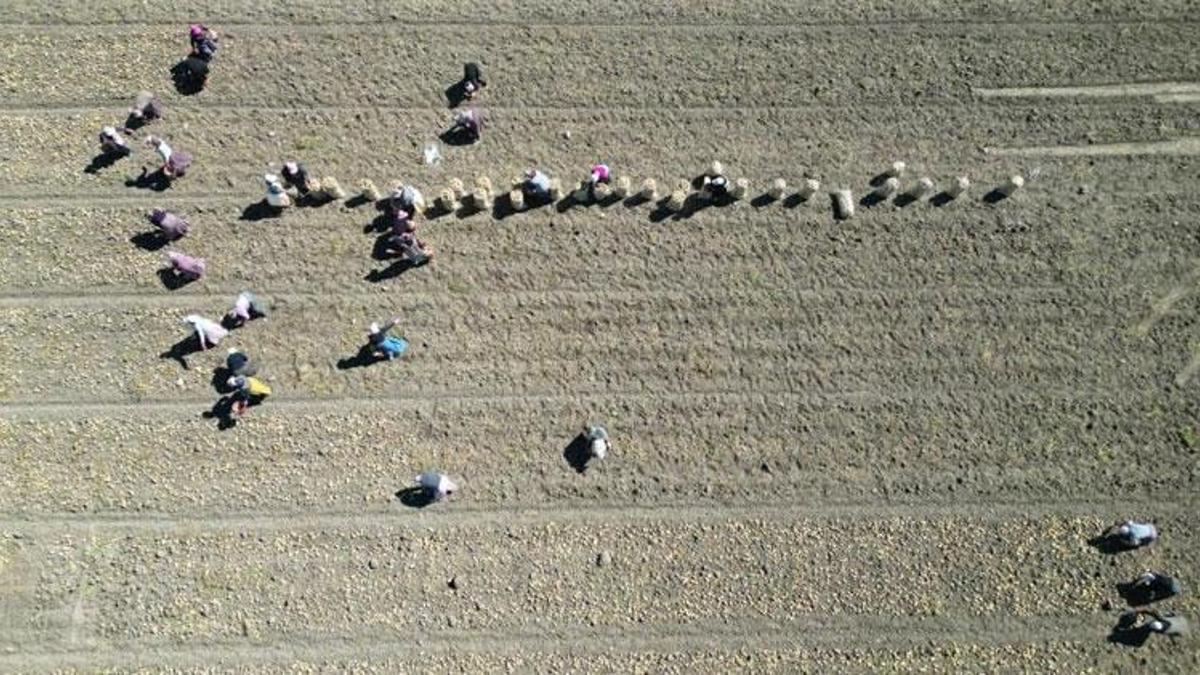 Türkiye'de patates üretiminde lokomotif ili Afyonkarahisar'da hasat dönemi başladı