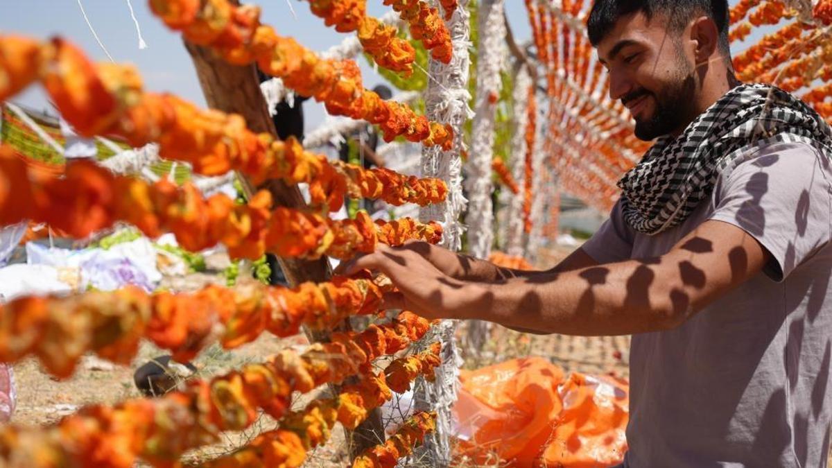 Gaziantep'te sıcak hava en çok onlara yaradı! Kurutmalık sezonu başladı