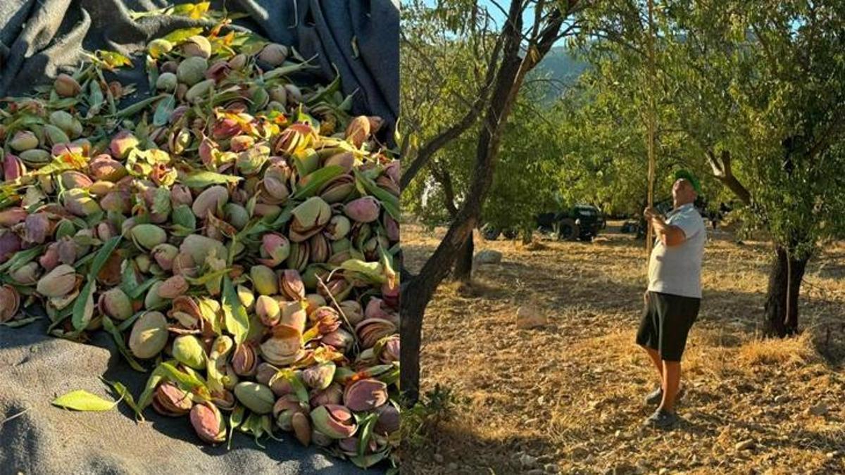 Coğrafi işaretli üründe hasat başladı! Kilogramı 2 bin TL'den satılıyor