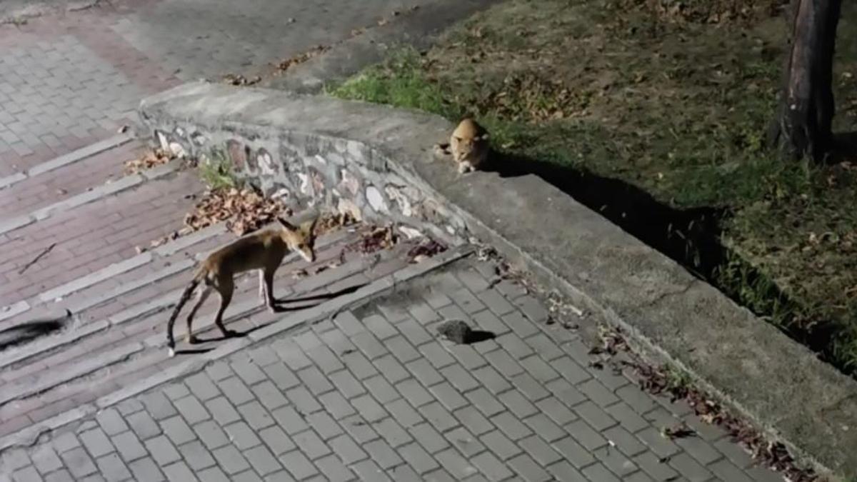 Parkta tilki, kedi ve kirpinin karşılaşması kamerada