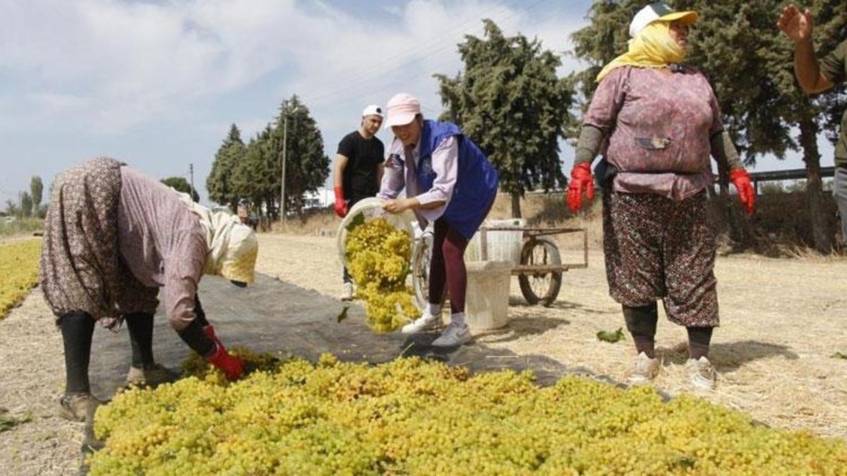 Manisa’da yerli tarım işçisi ücretleri belli oldu