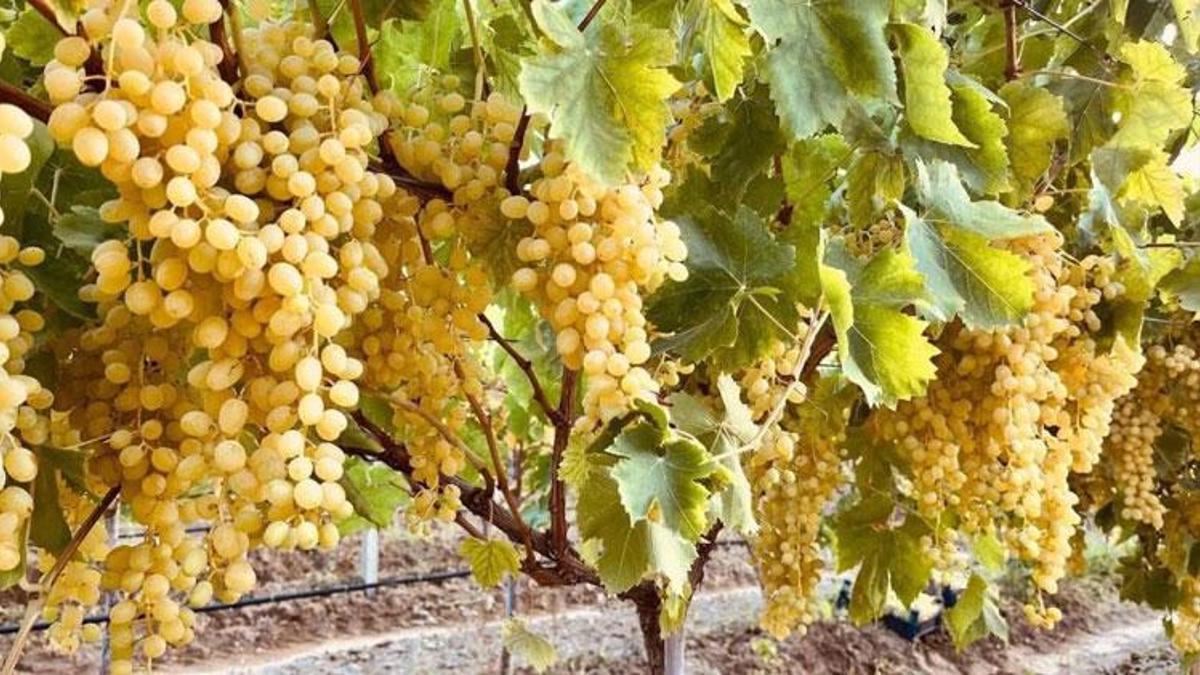 2026 yılı hasat sezonu öncesinde üzüm üreticilerine kritik uyarı!
