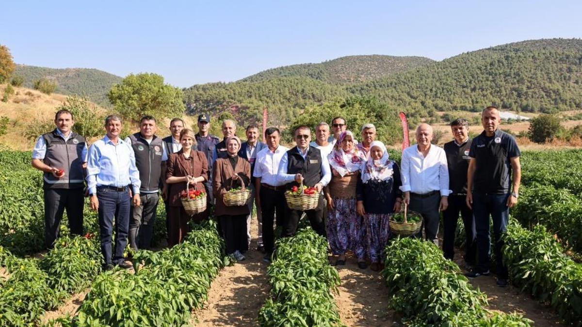 Bilecik'in coğrafi işaretli ürünü! Hasadı başladı