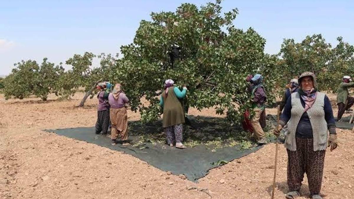 Gaziantep'te altının fiyatını yakalayan hasat başladı!