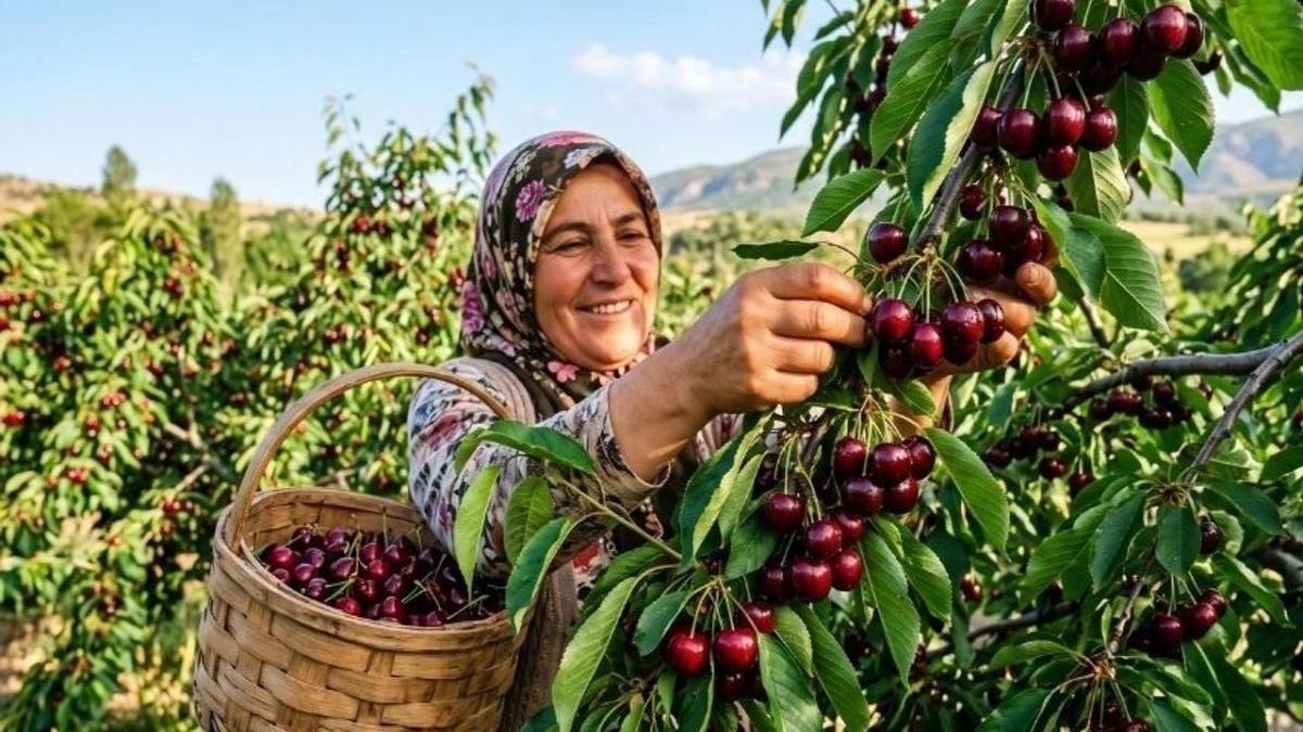 Kirazın fiyatını 5 katına çıkaracak hamle: Malatya'da hayata geçiyor