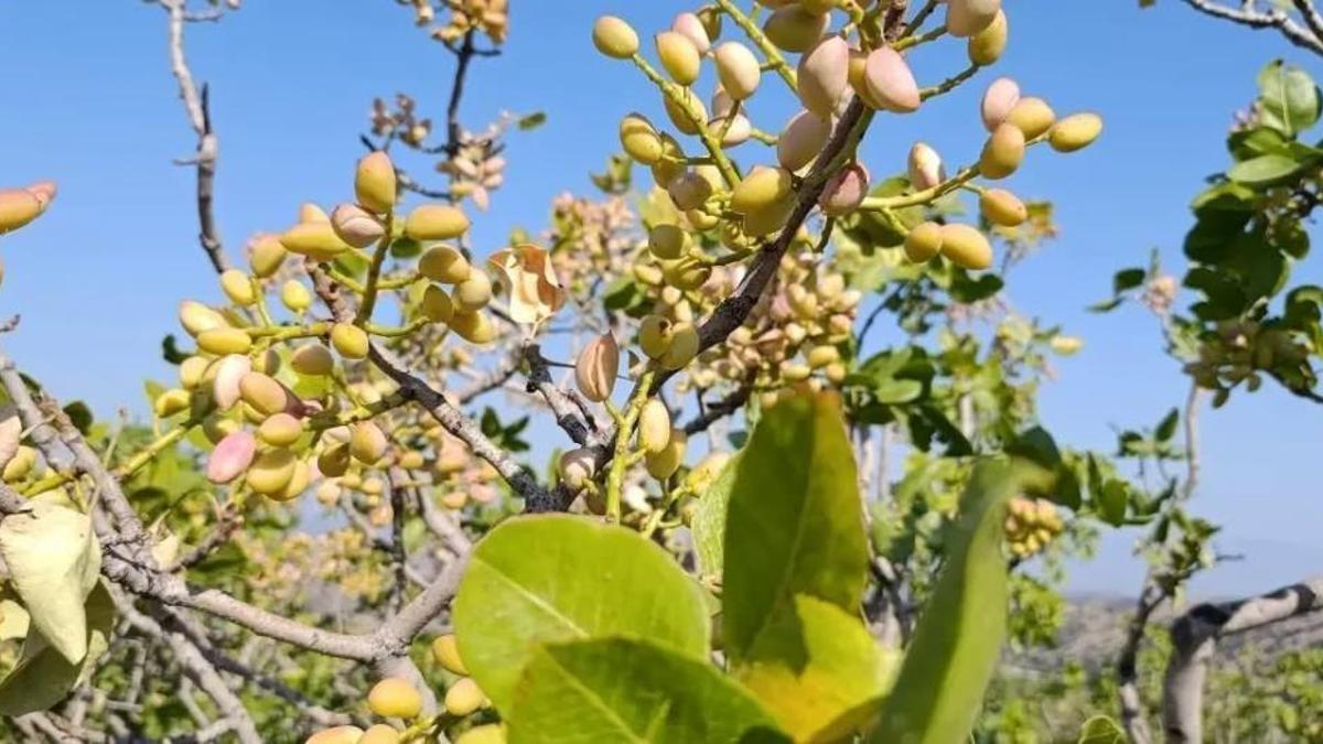 Antepfıstığı hasadı başladı! Üretici umutlu