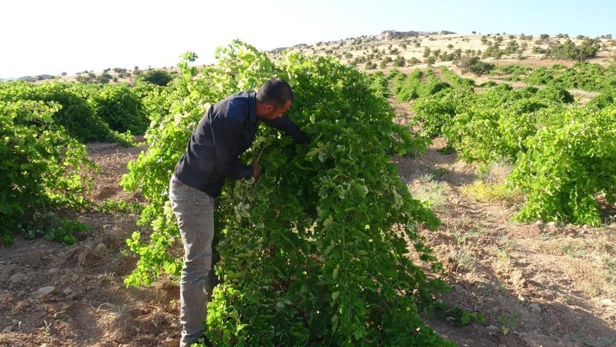 Anadolu'nun unutulan lezzeti tahannebi! Malatya'da yeniden ekonomiye kazandırılıyor