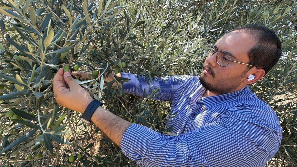 ABD'nin gümrük vergisi hamlesi zeytinyağı sektörünü vuracak