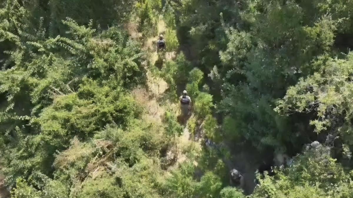 Hatay'da 915 kök kenevir ve 39,5 kilo esrar ele geçirildi