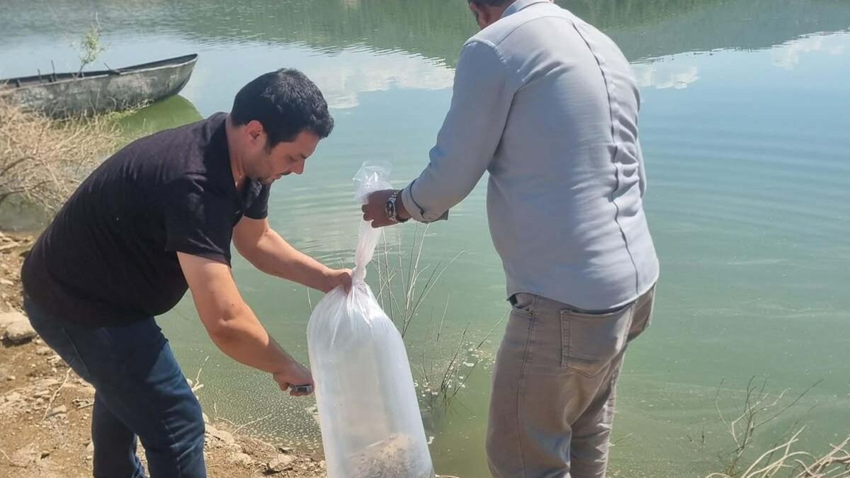 Manisa’da baraj ve göletlere 1 milyon 285 bin sazan yavrusu bırakıldı