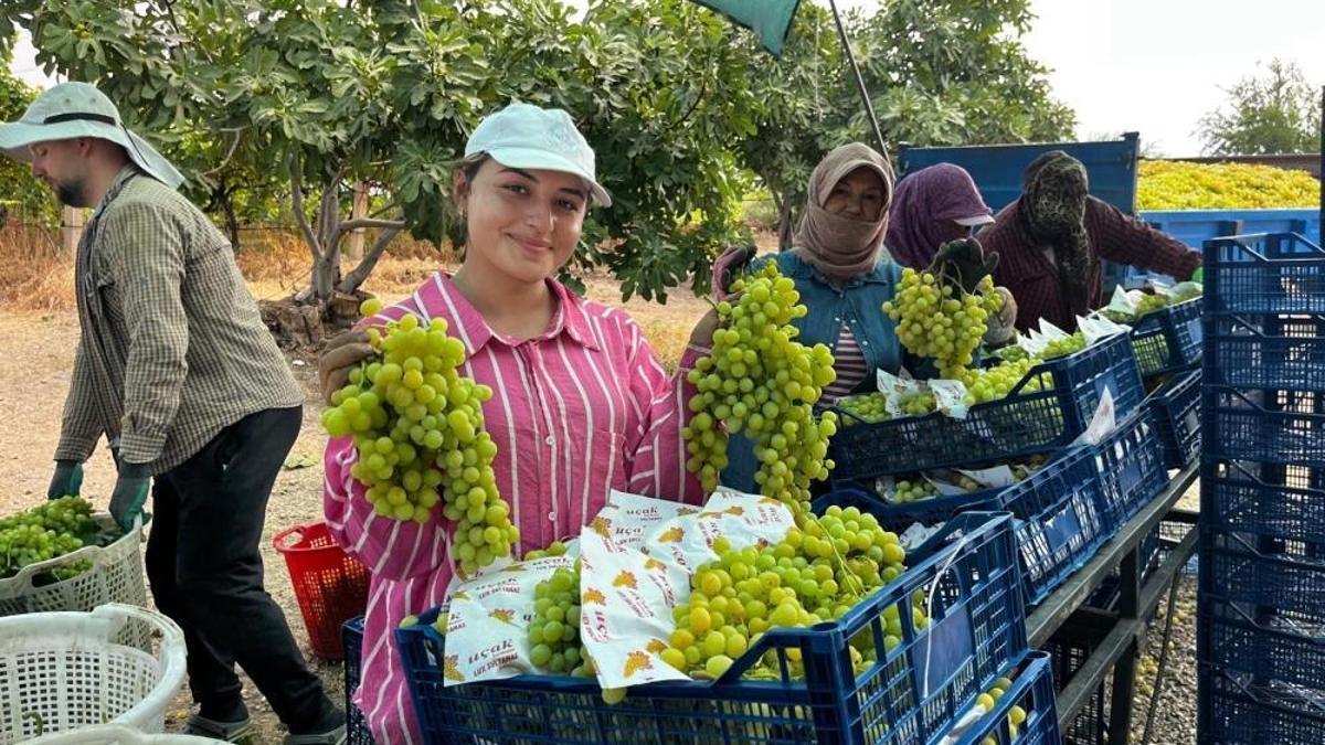 Denizli'nin meşhur üzümünde sezonun ilk hasadı yapıldı
