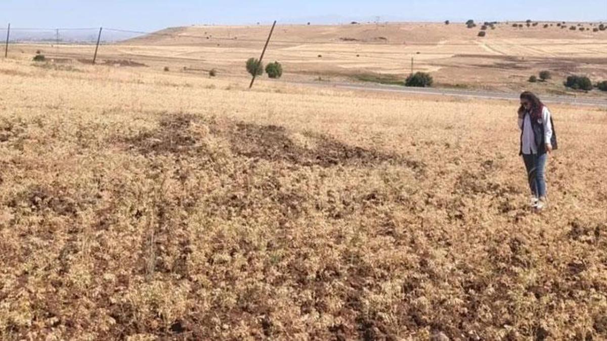 Ağın’da yüzde 75 hibe desteğiyle dağıtılan tüylü nohutta hasat başladı