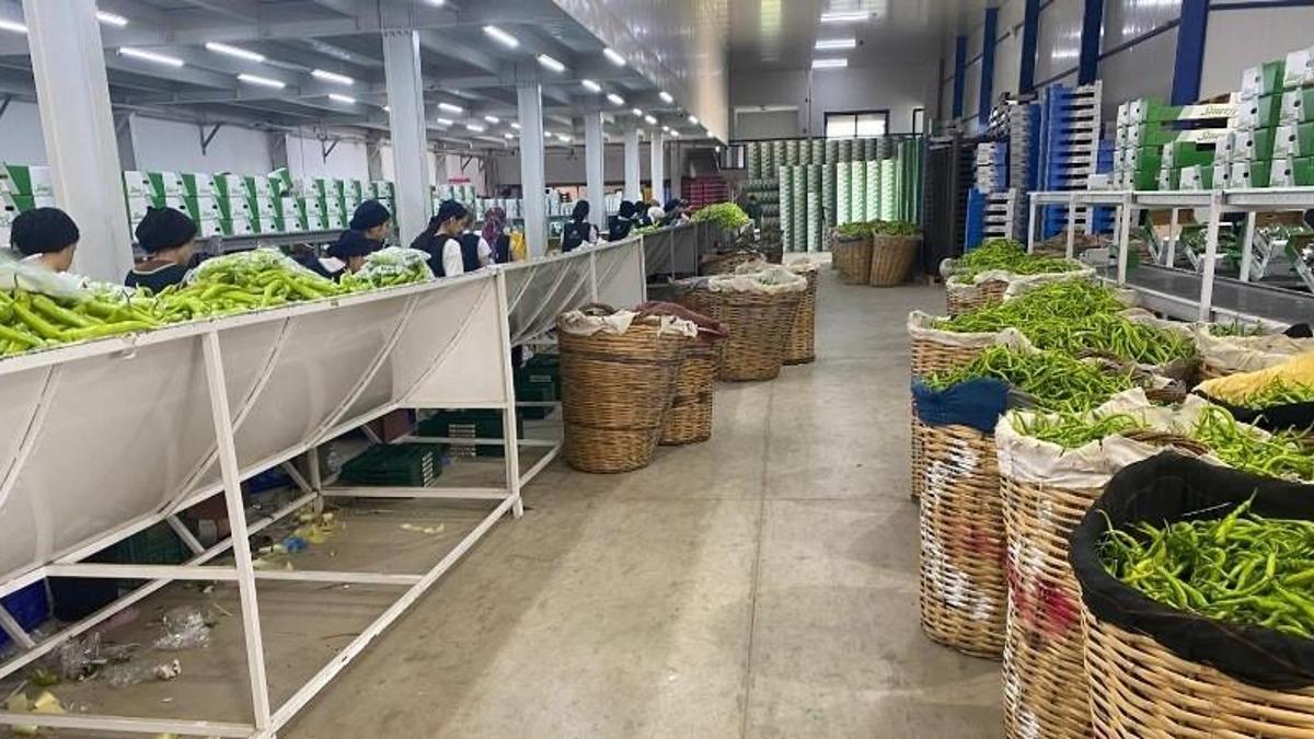 Avrupa sofralarının tercihi Bursa ürünleri! Yoğun talep var