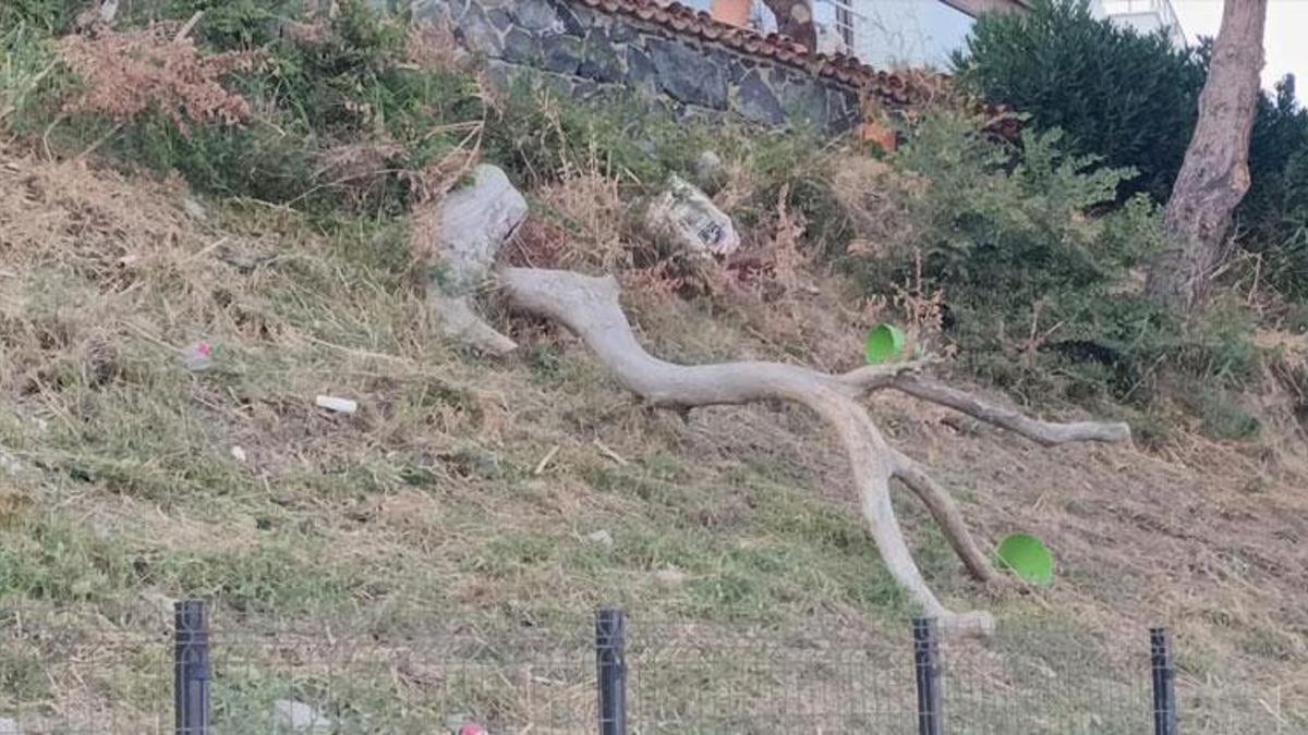 Meteoroloji uyarmıştı, poyraz etkili oldu ağaçlar devrildi