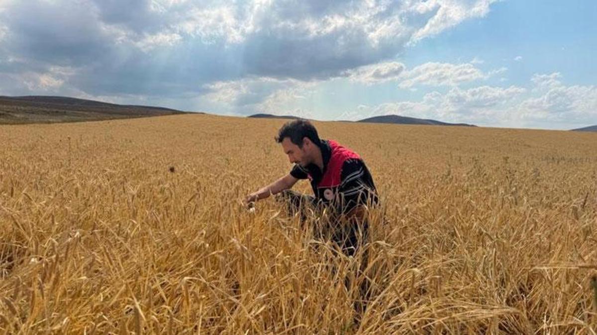 Hasat öncesi hububat tarlalarında sarı pas hastalığı kontrolü yapıldı